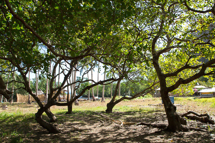 The cashew trees of Banuang Daan, made to be climbed © Camille Oger The cashew trees of Banuang Daan, made to be climbed © Camille Oger