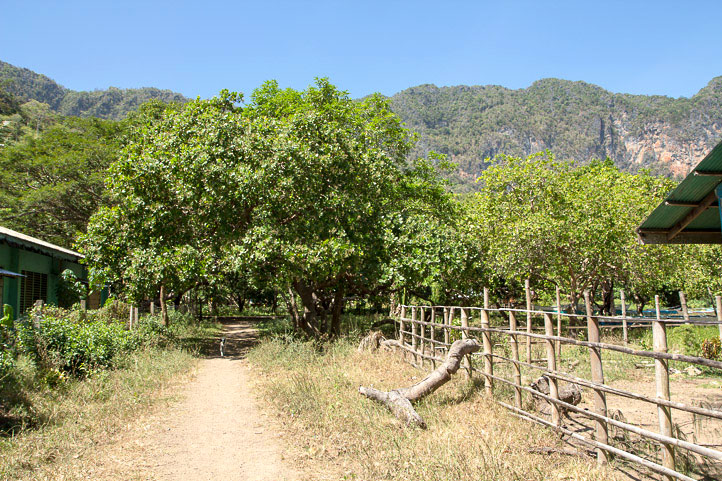 Cashew trees in Coron Island, Palawan © Camille Oger Cashew trees in Coron Island, Palawan © Camille Oger