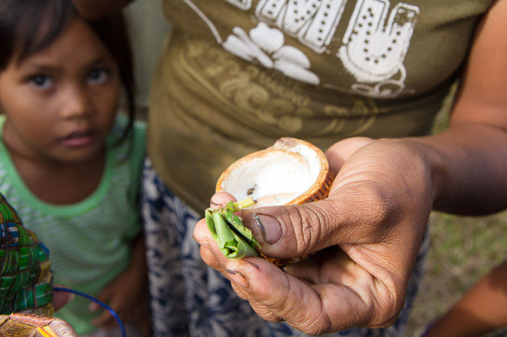 Folded betel leaf, ready to chew © Camille Oger Folded betel leaf, ready to chew © Camille Oger