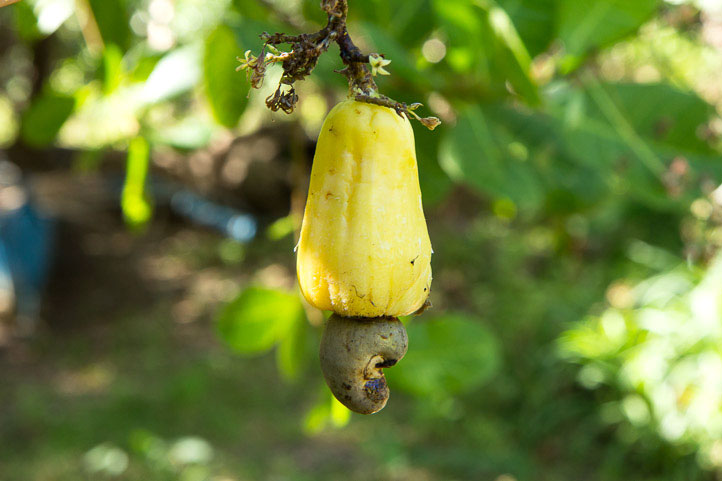 Cashew apple and nut, ripe © Camille Oger Cashew apple and nut, ripe © Camille Oger