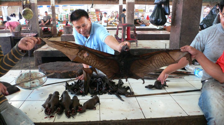 Chauve-souris à Tomohon © Camille Oger