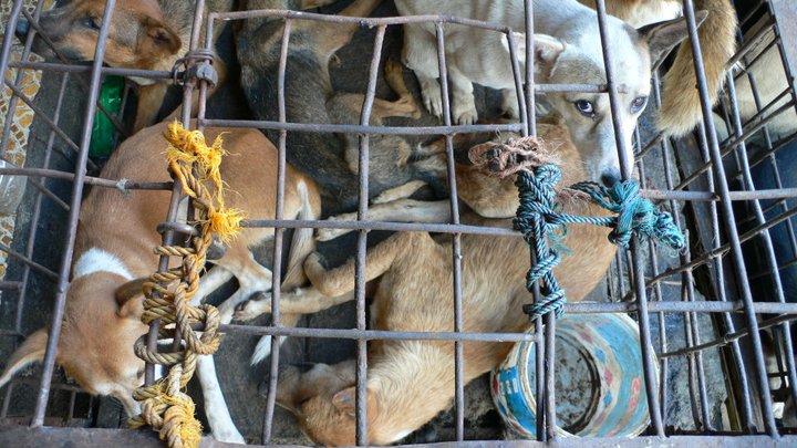 Petits chiens aux yeux doux qui vont se faire manger © Camille Oger