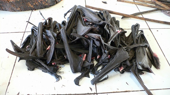 Chauves-souris sur un étal de marché en Indonésie © Camille Oger