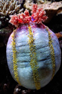 Pseudocolochirus axiologus, holothurie technicolor © Marrabbio2