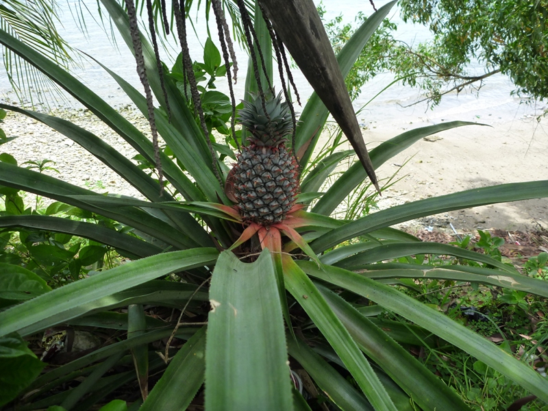 Ananas à Ambon, Indonésie © Camille Oger