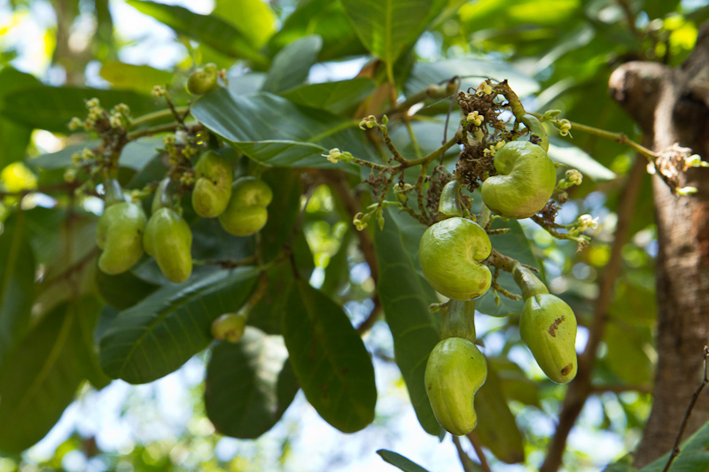 quel arbre la noix de cajou