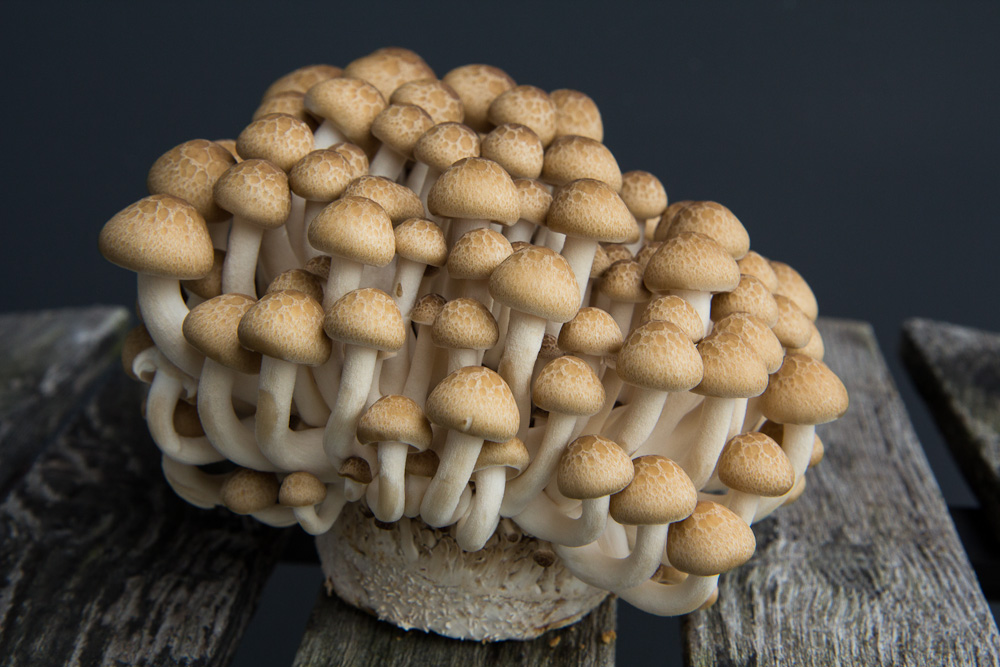 Introduction Aux Champignons Japonais Le Manger
