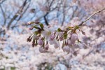 Hanami © Camille Oger