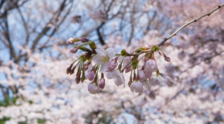 Hanami © Camille Oger