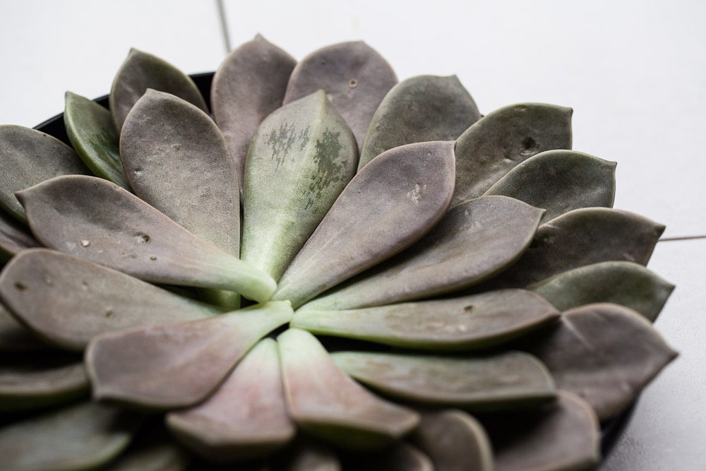 Des plantes succulentes comestibles à planter dans votre jardin