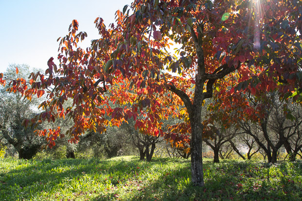 Plaqueminier dans un champ d'oliviers, Vallauris © Camille Oger