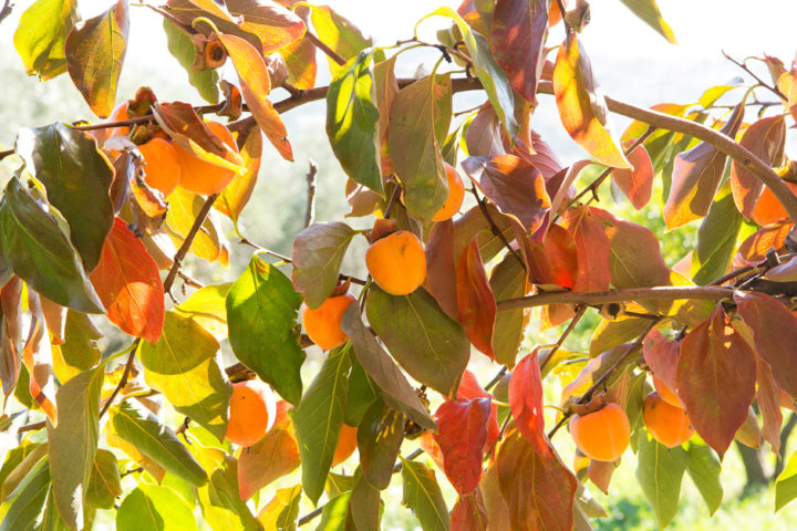 Plaqueminier en automne © Camille Oger