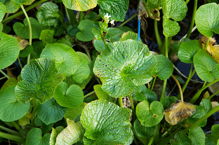 Feuilles de wasabi © Camille Oger