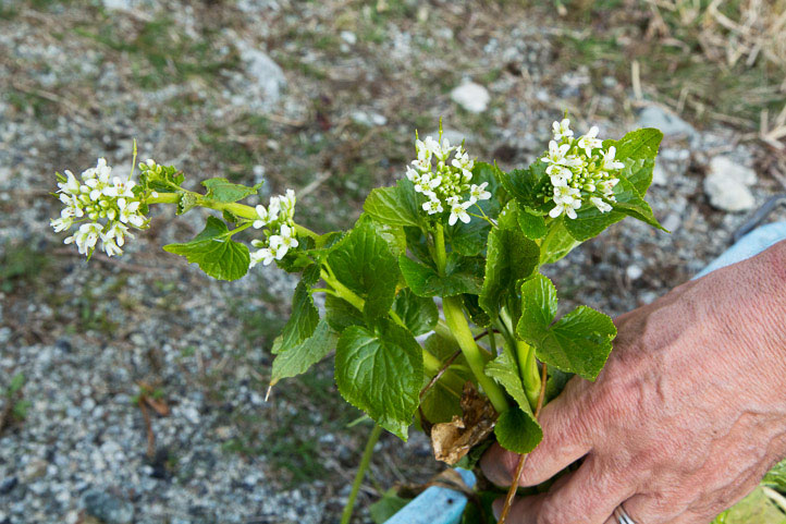 Fleurs de wasabi © Camille Oger