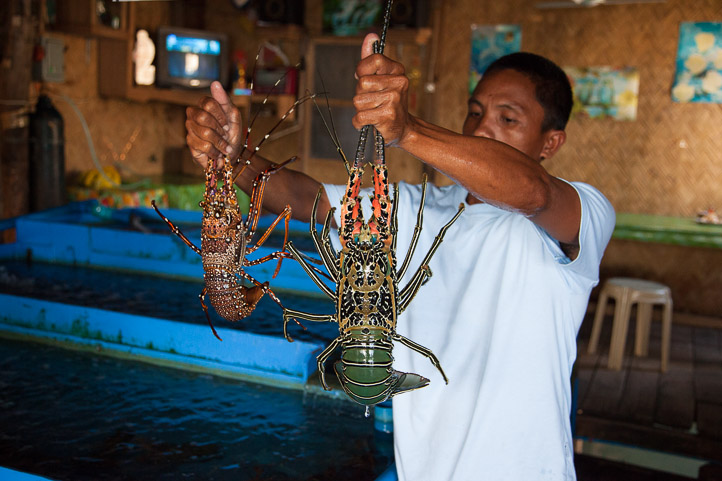 Panulirus homarus et panulirus ornatus à Coron, Philippines © Quentin Gaudillière