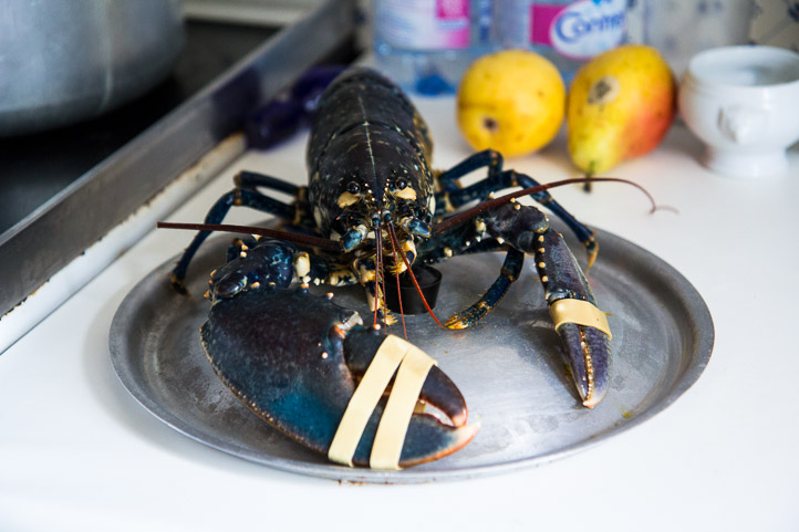 Homard breton qui va passer à la casserole © Camille Oger