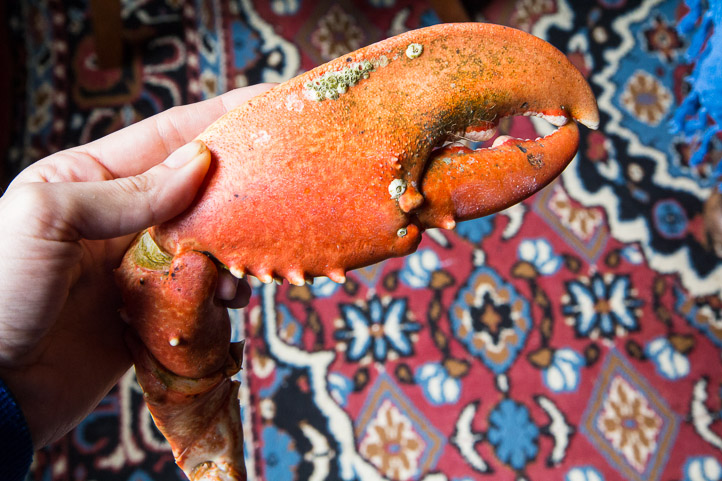Pince de homard, pour broyer © Camille Oger