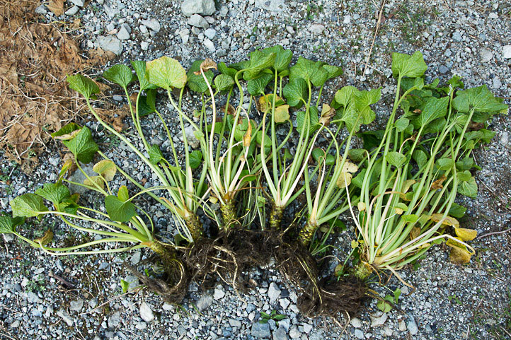 Wasabi entier, de la racine jusqu'aux feuilles © Camille Oger