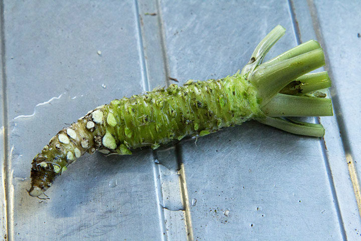 Tout savoir sur le wasabi, le condiment japonais qui monte au nez