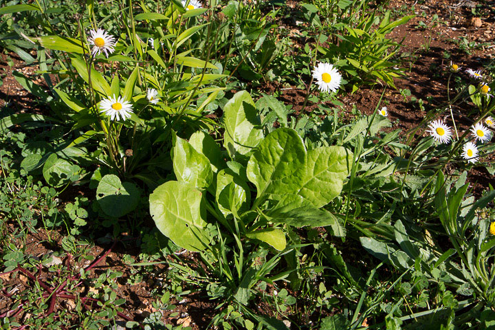 Petites blettes niçoises dans le jardin familial © Camille Oger