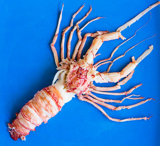 Panulirus ornatus ou langouste ornée décortiquée © Camille Oger