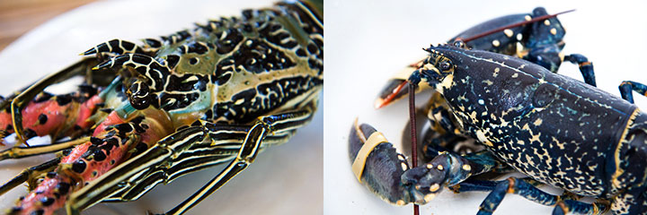 Tête de langouste ornée et tête de homard breton © Camille Oger