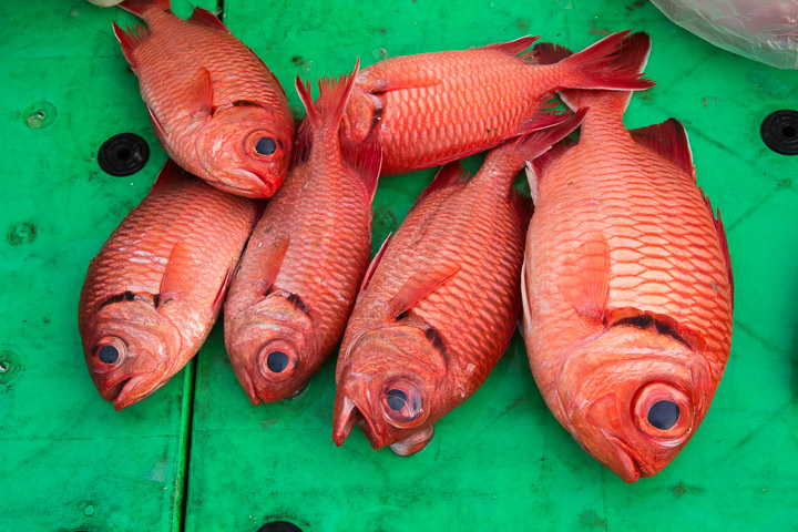 Heteropriacanthus cruentatus, poisson tropical par excellence, au marché © Camille Oger