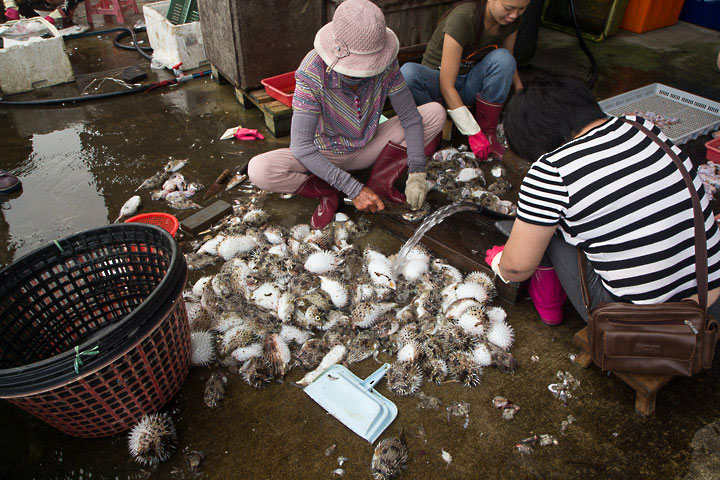 Préparation des fugu à Penghu © Camille Oger