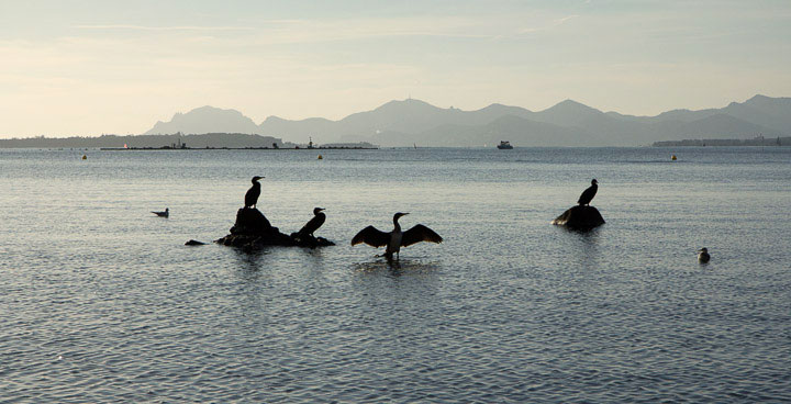 Grands cormorans du réveillon © Camille Oger