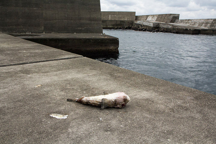 Takifugu rubripes abandonné à Miyakejima © Camille Oger