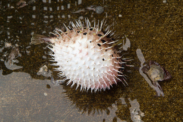 Fugu ou diodon holocanthus au marché de Penghu, Taïwan © Camille Oger