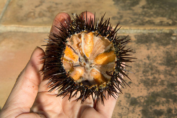 Intérieur d'un oursin comestible ou Paracentrotus lividus © Camille Oger