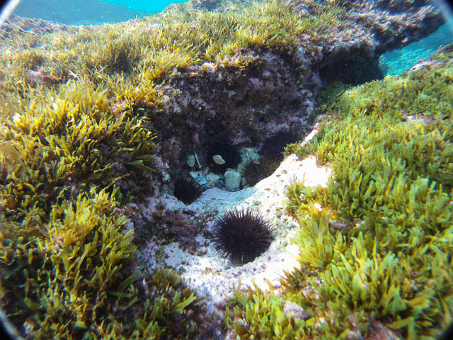 Oursin violet ou Paracentrotus lividus à Antibes © Camille Oger