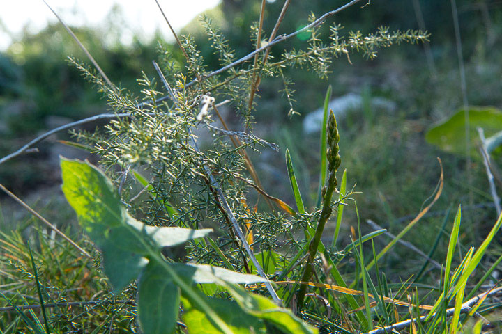 Asperge sauvage ou Asparagus acutifolius avec un jeune pousse © Camille Oger