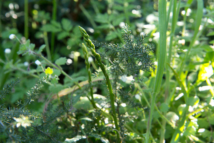 Asperge sauvage à Nice © Camille Oger
