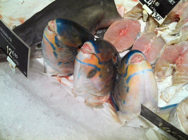 Les têtes des poissons-perroquets de Casino © Camille Oger Les têtes des poissons-perroquets de Casino © Camille Oger