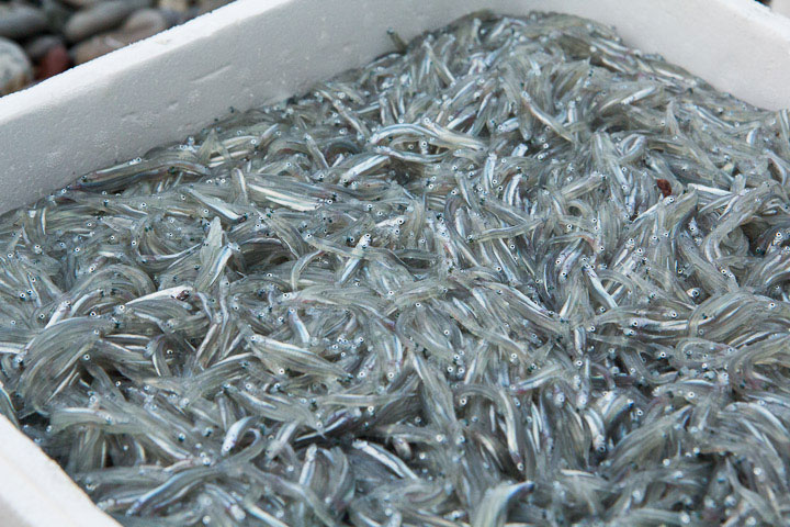 Ah la bella poutina, bébés sardines © Camille Oger
