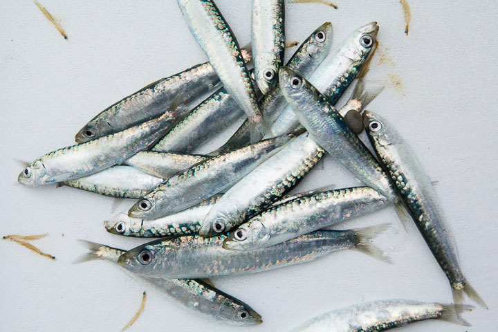 Sardines adolescentes, signe qu'il faut cesser la pêche © Camille Oger