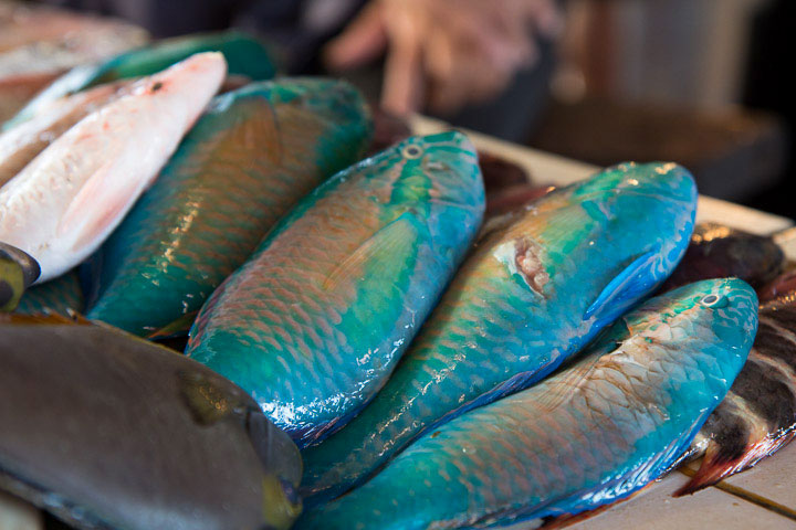 Les grosses écailles du poisson-perroquet © Camille Oger