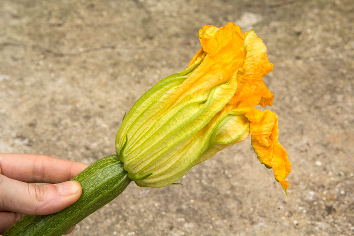 Fleur de courgette © Camille Oger