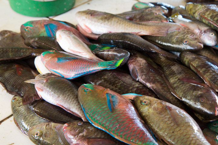 Poissons-perroquet au marché à Coron © Camille Oger