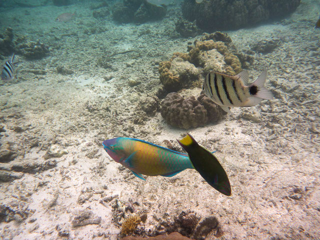 Poisson-perroquet à Camiguin, Philippines © Quentin Gaudillière