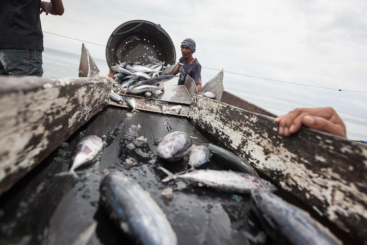 Les bonites sont débarquées au port de General Santos © Quentin Gaudillière