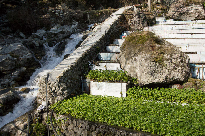 Wasabi cultivé en terrasses et torrent d'eau fraîche © Camille Oger Wasabi cultivé en terrasses et torrent d'eau fraîche © Camille Oger