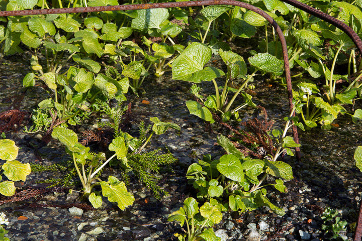 Jeunes pousses de wasabi dans le champ inondé © Camille Oger