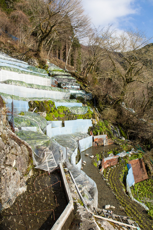 Les plus anciens champs de wasabi du Japon, à Utogi © Camille Oger