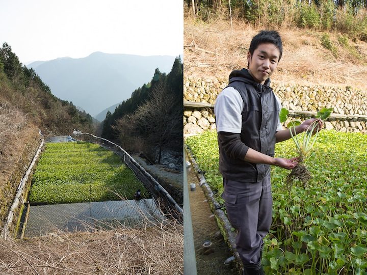 Champs de wasabi de Yuma Mochizuki / 望月佑真, Utogi, Shizuoka © Camille Oger