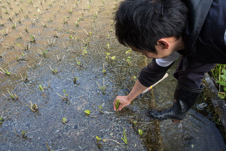 Yoshihiro replante de jeunes pousses de wasabi © Camille Oger