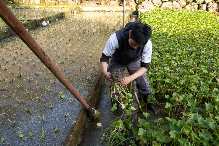 Irrigation du champ de wasabi © Camille Oger