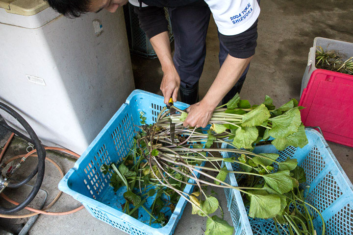 Feuilles et tiges de wasabi © Camille Oger